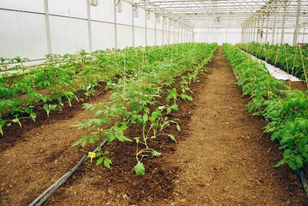 Agricultura, la Pesca y la Silvicultura